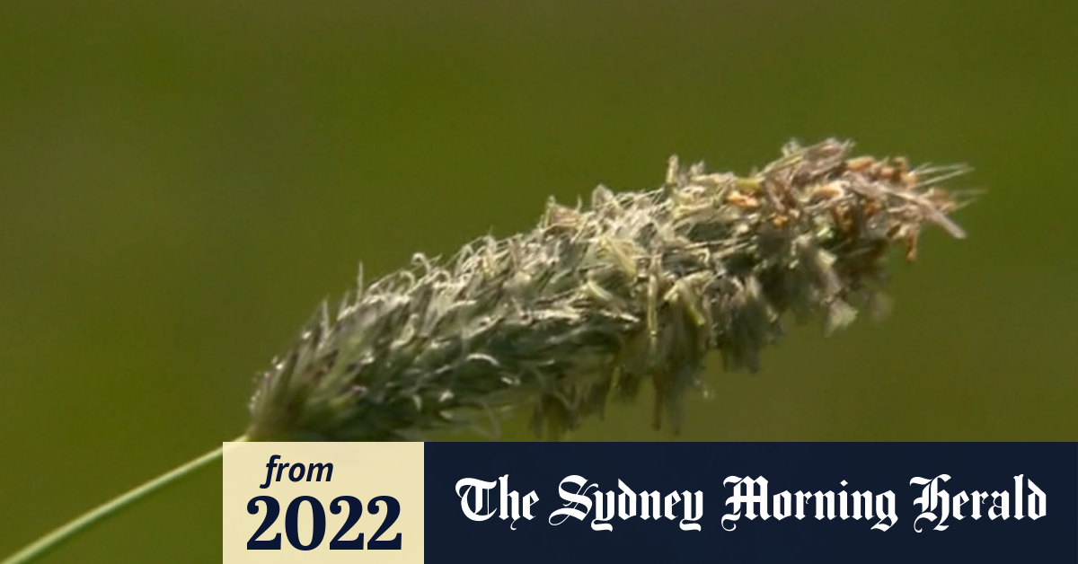 Video Extreme pollen warning for Melbourne